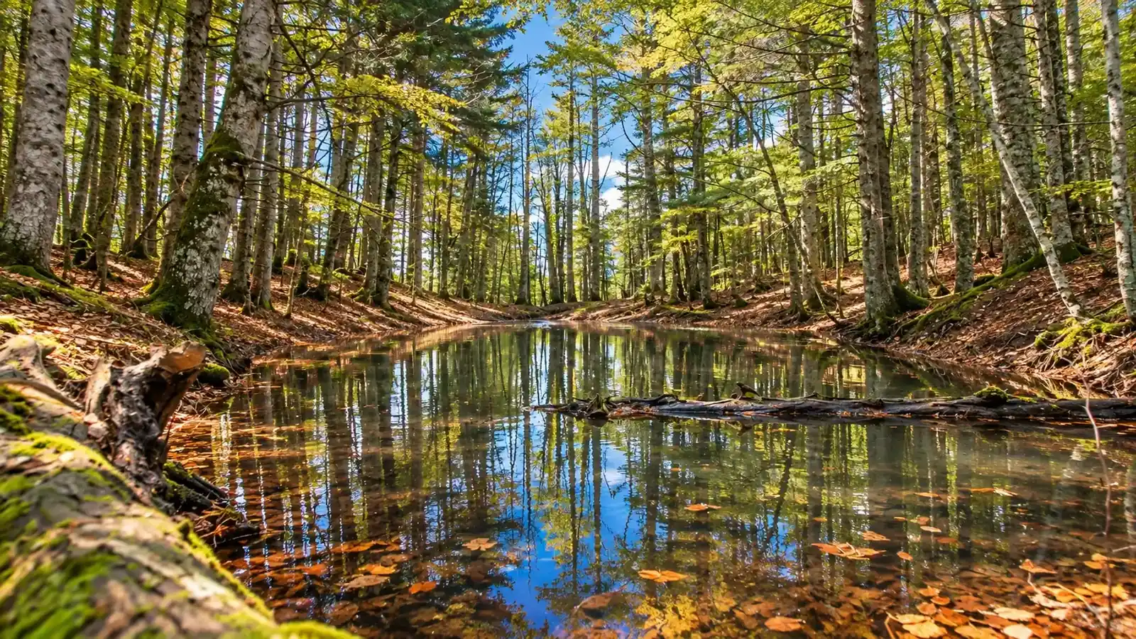 Riserva Naturale Orientata Bosco Rubbio
